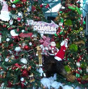 Meet your Posher, Heidi